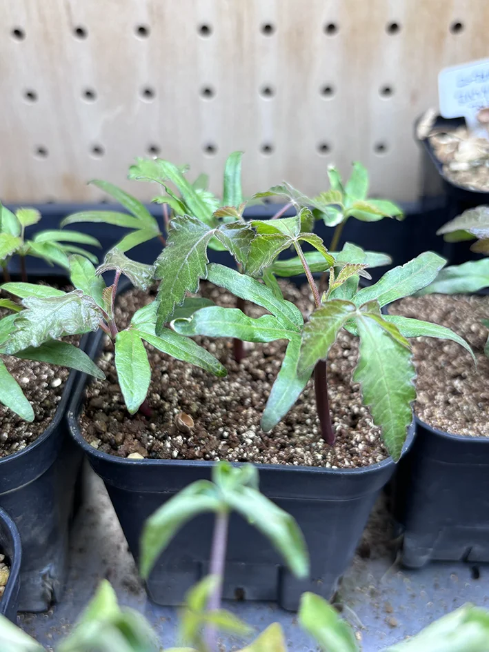 Bursera hindsiana (ブルセラ ヒンドシアナ)