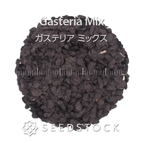 Gasteria Mix (ガステリア ミックス)