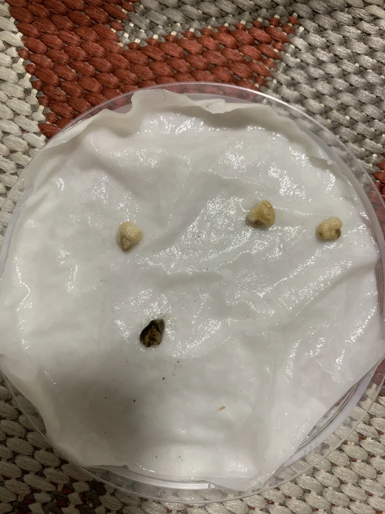 Tephrocactus geometricus (テフロカクタス ゲオメトリクス)