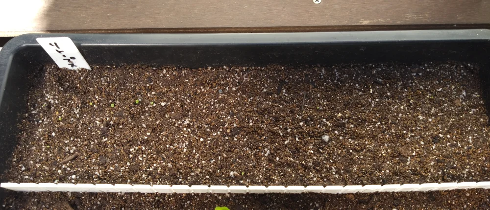 Lithops Mix Seeds (リトープス ミックス)