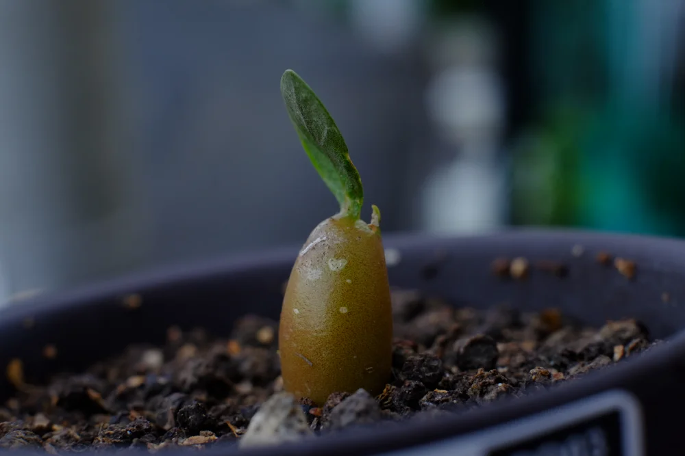 Pachypodium geayi (パキポディウム ゲアイー)