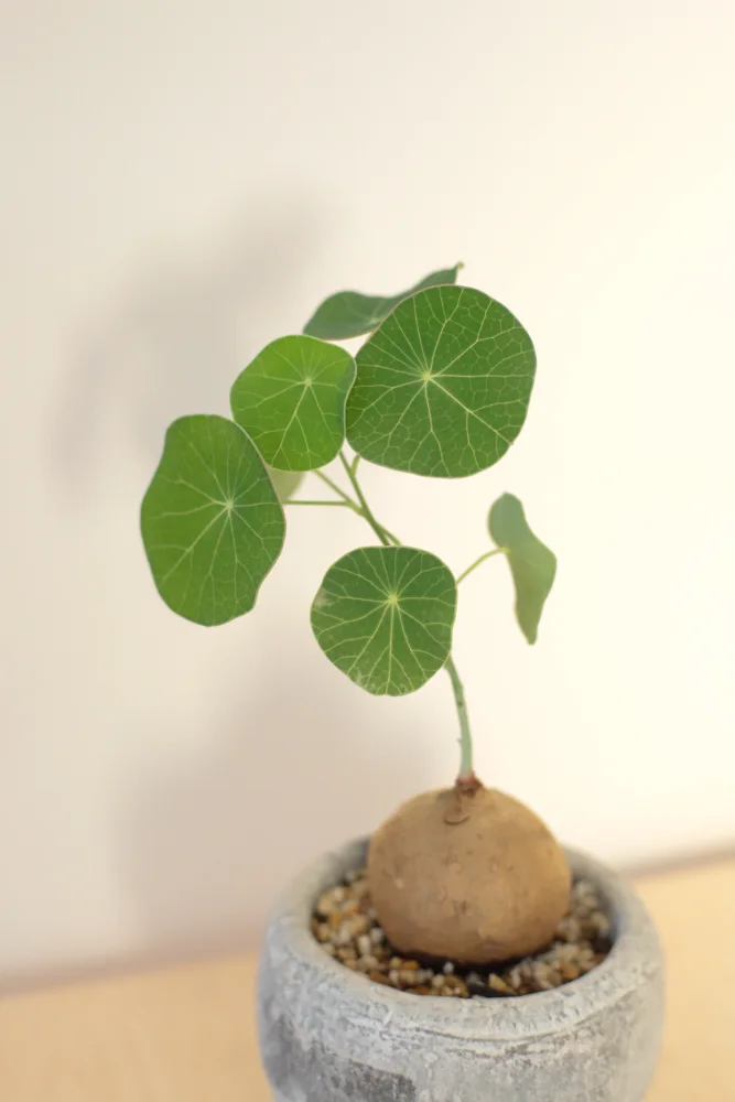 Stephania erecta  M-Size ([球根] ステファニア エレクタ)