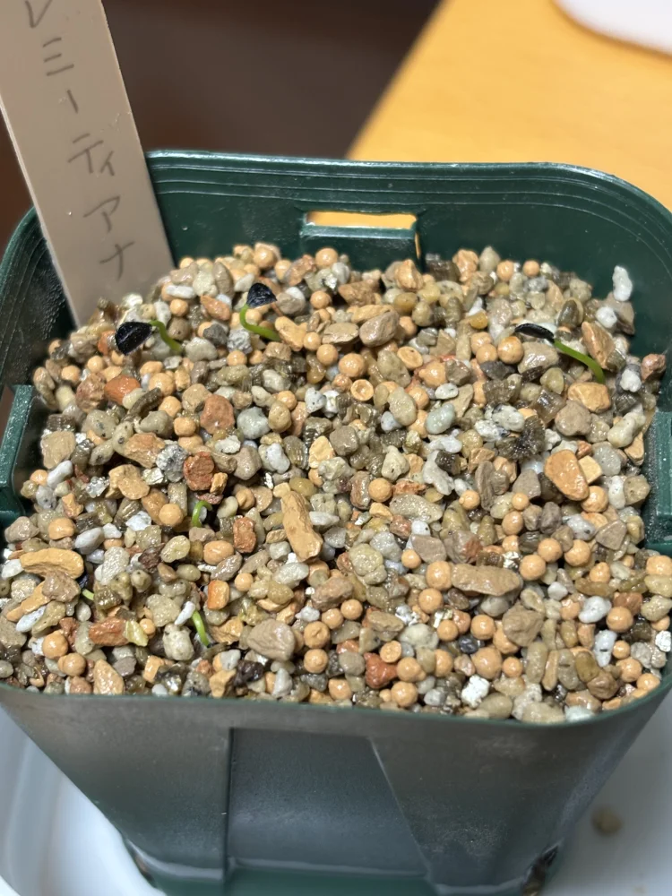 Agave ellemeetiana var. subdentata (アガベ エレミーティアナサブデンタータ)