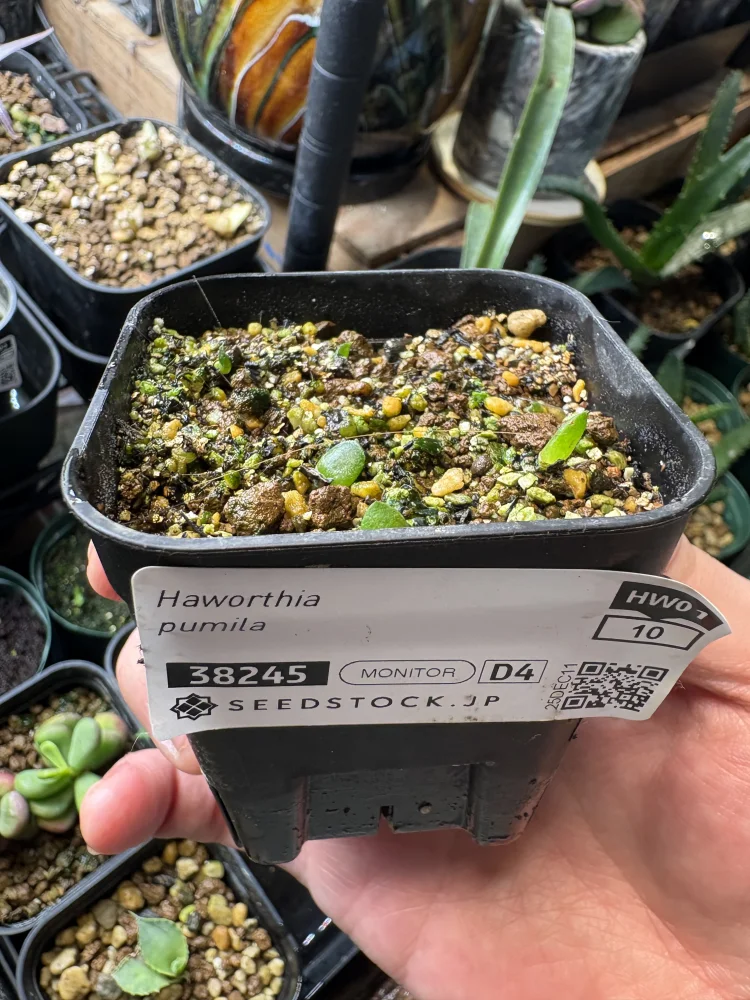 Haworthia pumila (ハオルチア プミラ)