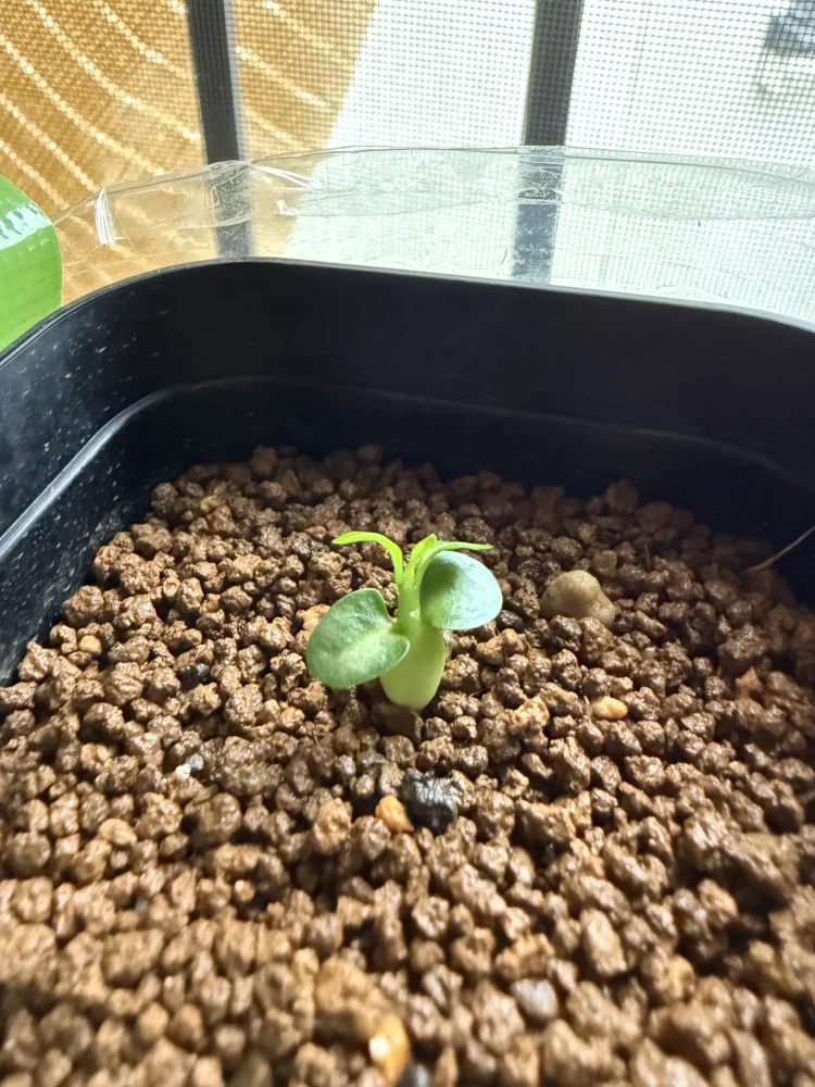 Pachypodium bispinosum (パキポディウム ビスピノーサム)
