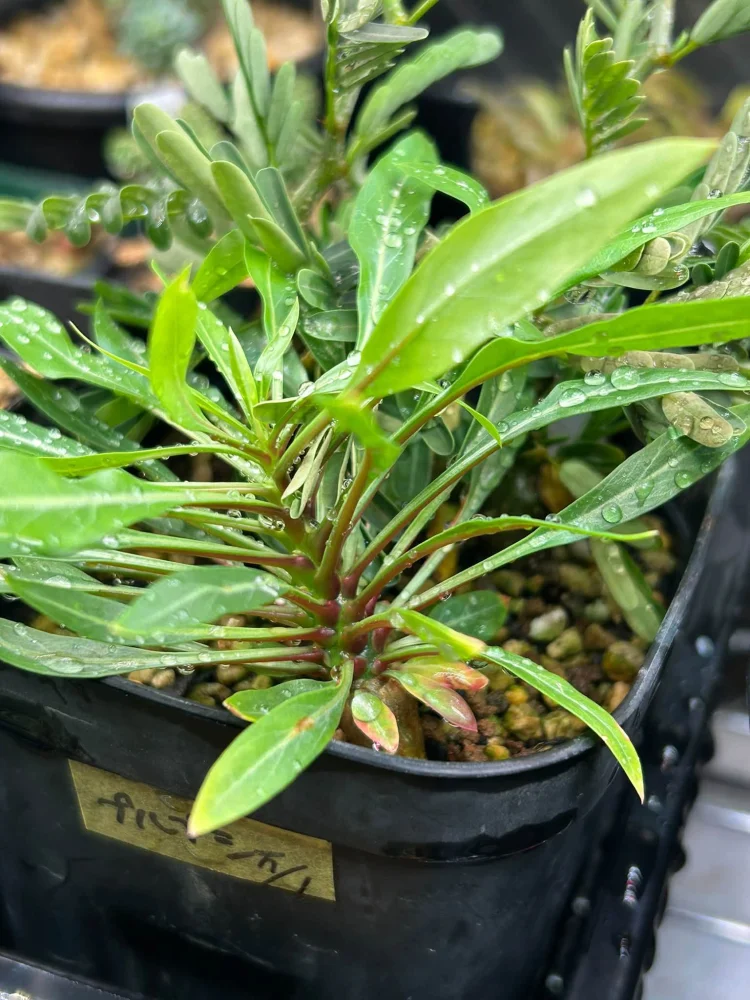 種子] フォークイエリア プルプシー Fouquieria purpusii | 塊根植物