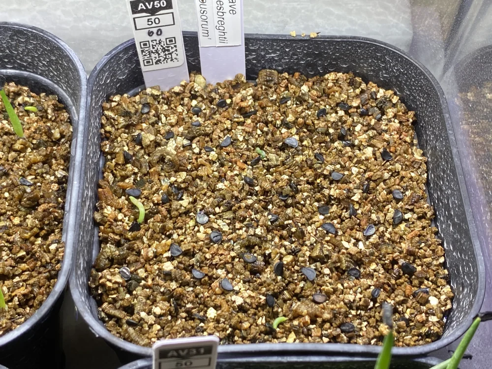 Agave ghiesbreghtii (アガベ パルプソーラム)