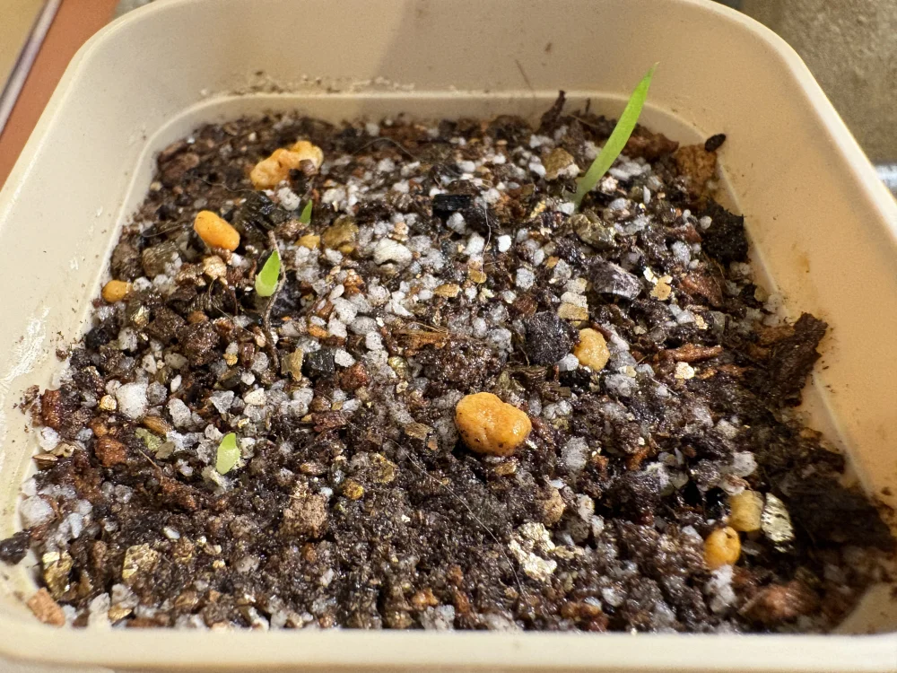 Aloe parvula (アロエ パルブラ 女王錦)