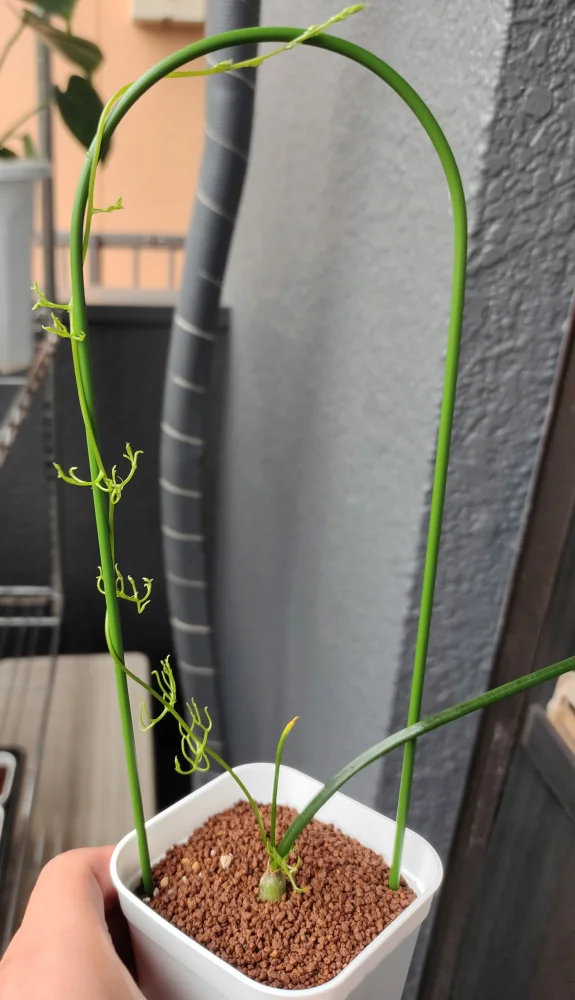 Bowiea volubilis (ボウィエア ボルビリス 蒼角殿)