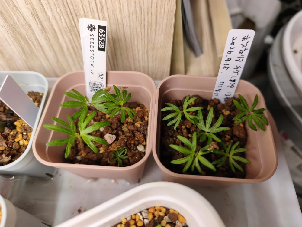 Boswellia neglecta (ボスウェリア ネグレクタ)