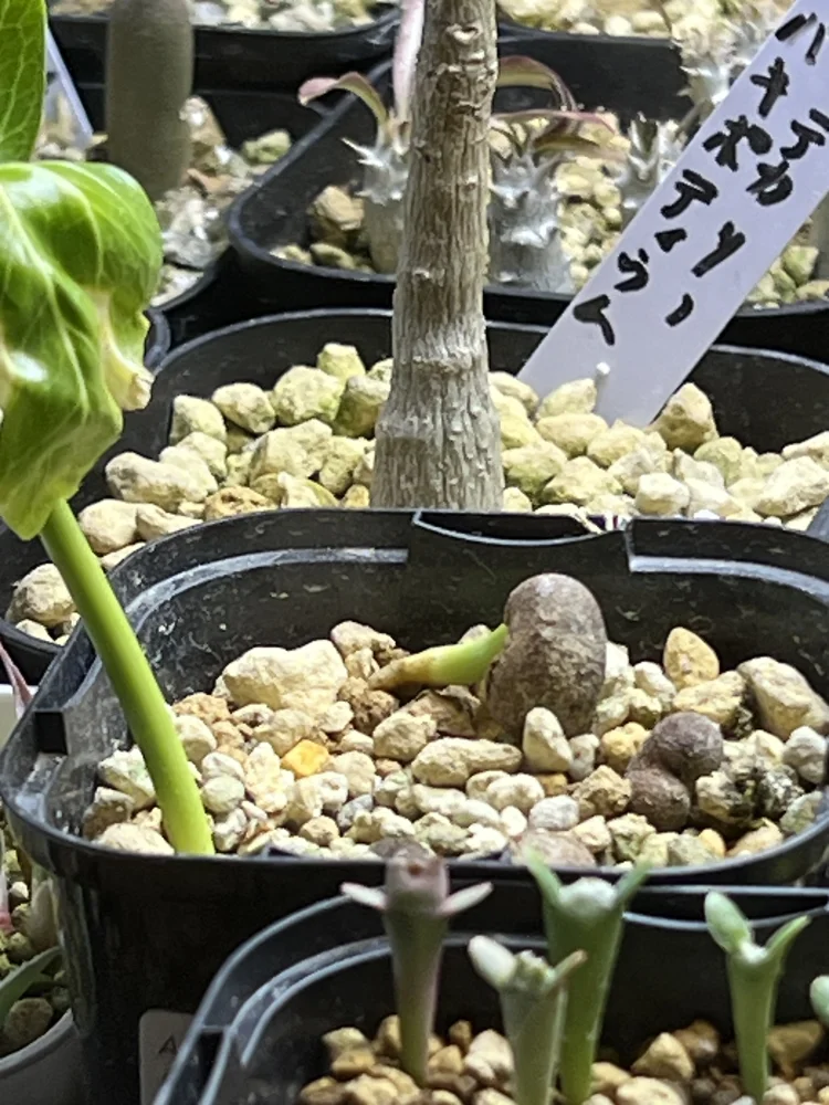 Adansonia fony (アダンソニア（バオバブ）フォニー)