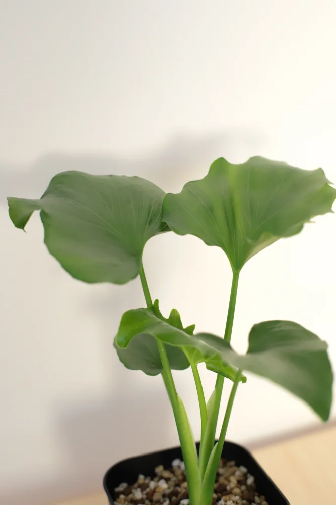 Philodendron selloum (フィロデンドロン セロウム)
