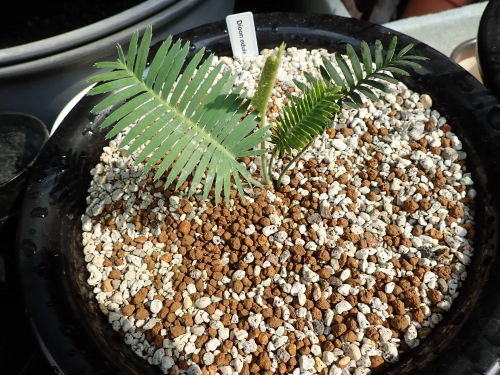 Dioon edule (ディオーン エデューレ)