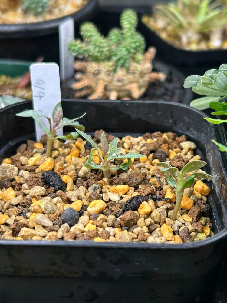 Fouquieria columnaris (フォークイエリア コルムナリス 観峰玉)