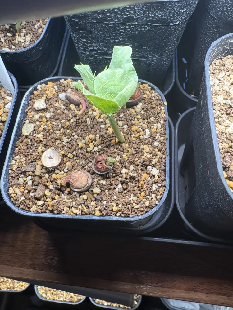 Commiphora kraeuseliana (コミフォラ クラウセリアナ)