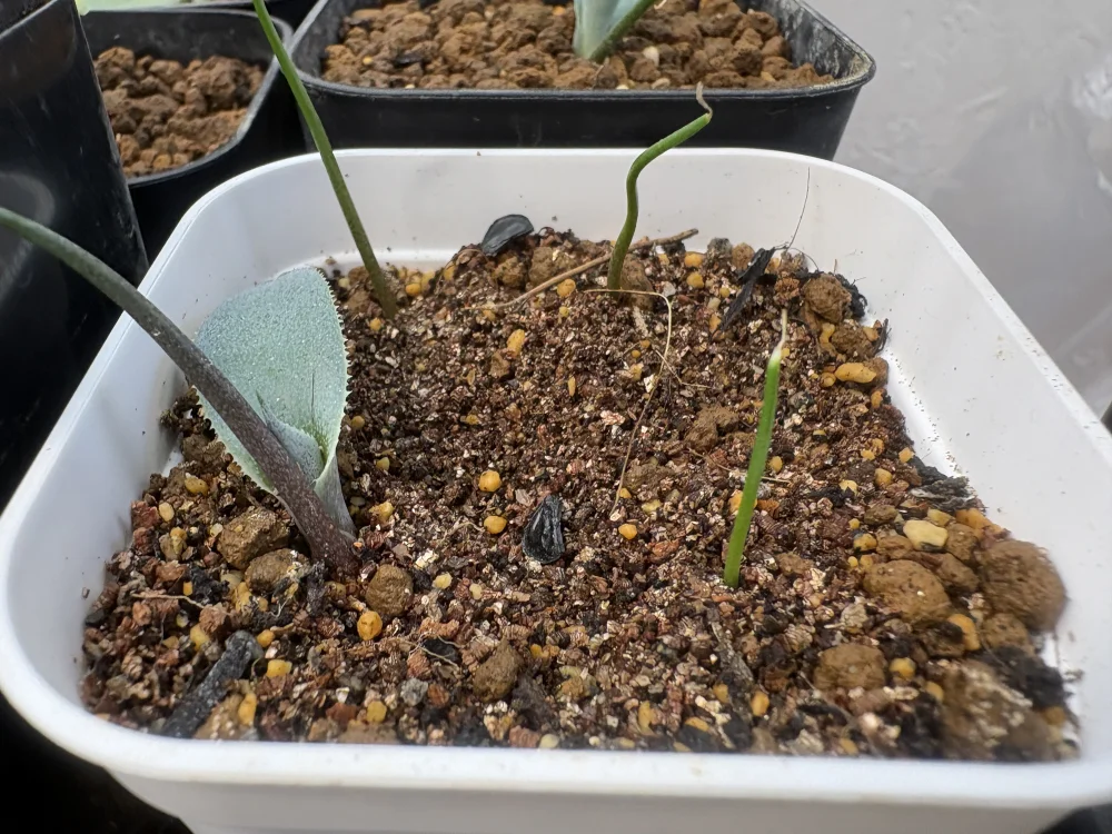 Agave hurteri Guareliano (アガベ フルテリ ガレリアーノ)