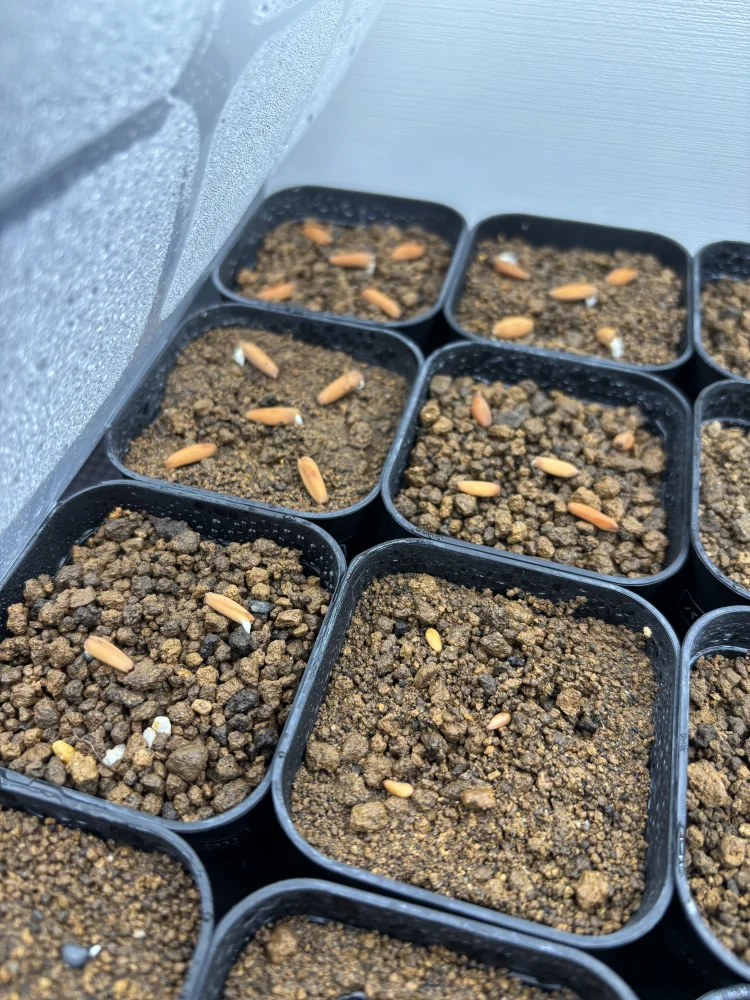 Adenium arabicum (アデニウム アラビカム)