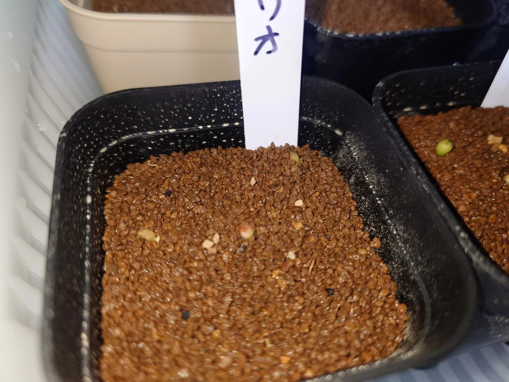 Ariocarpus retusus (アリオカルプス レツーサス 岩牡丹)