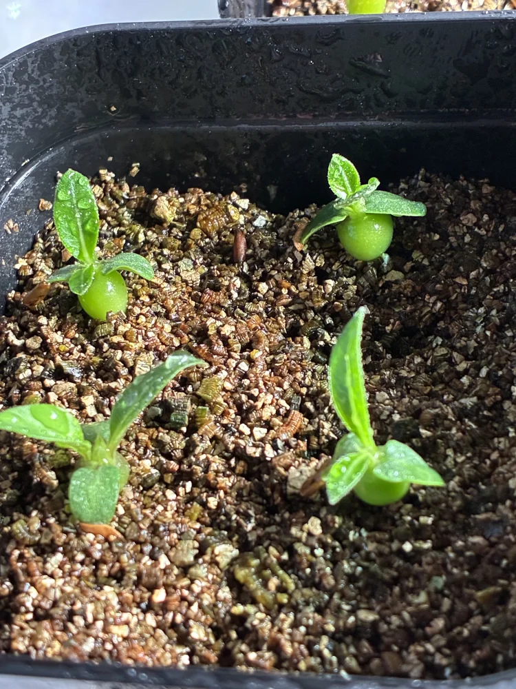 Pachypodium rosulatum var. inopinatum ([プレゼント種子 3月22日まで] パキポディウム イノピナツム)