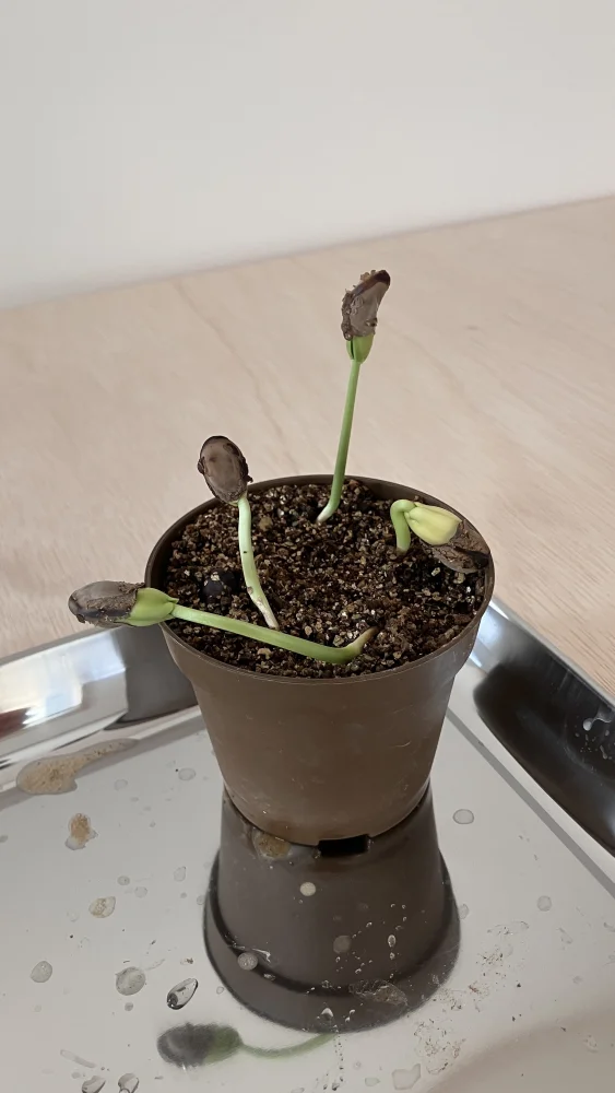 Delonix pumila (デロニクス プミラ)