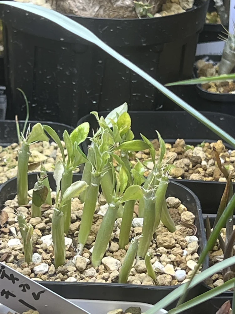 Pachypodium saundersii ([発芽チャレンジ 終了しました] パキポディウム サンデルシー 白馬城)