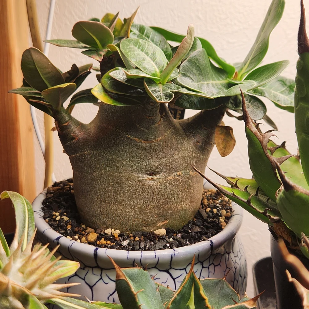 Adenium Petch Shima (アデニウム ペック シマ)