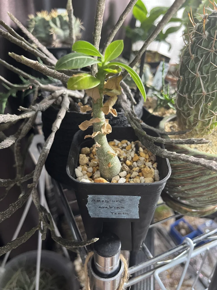 種子] アデニウム アラビカム イエメン Adenium arabicum Yemen