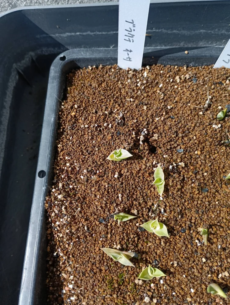 Agave bracteosa (アガベ ブラクテオーサ)