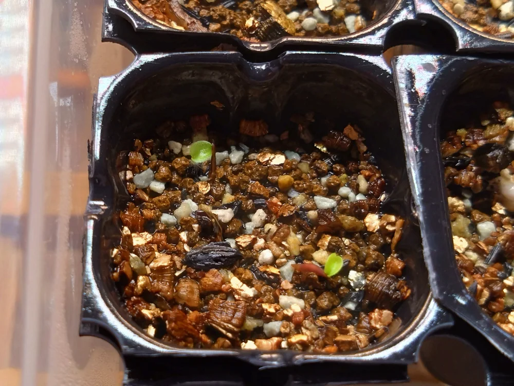 Hechtia galeottii (ヘクチア ガレオッティ)