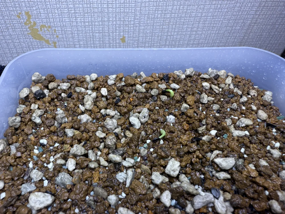 Agave titanota Blue Lot. (アガベ チタノタブルー)