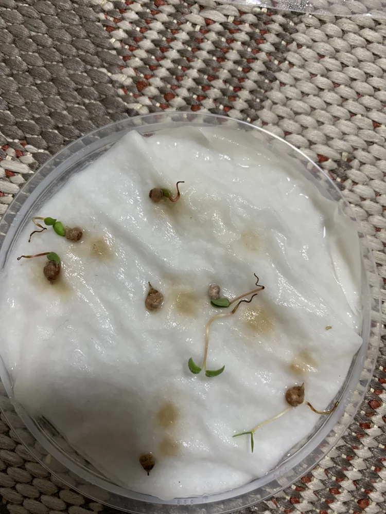 Pachycormus discolor (パキコルムス ディスカラー)