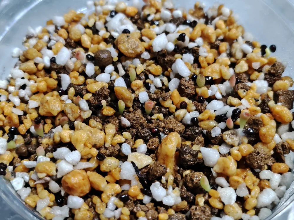 種子] アストロフィツム 恩塚鸞鳳玉 Astrophytum myriostigma Onzuka