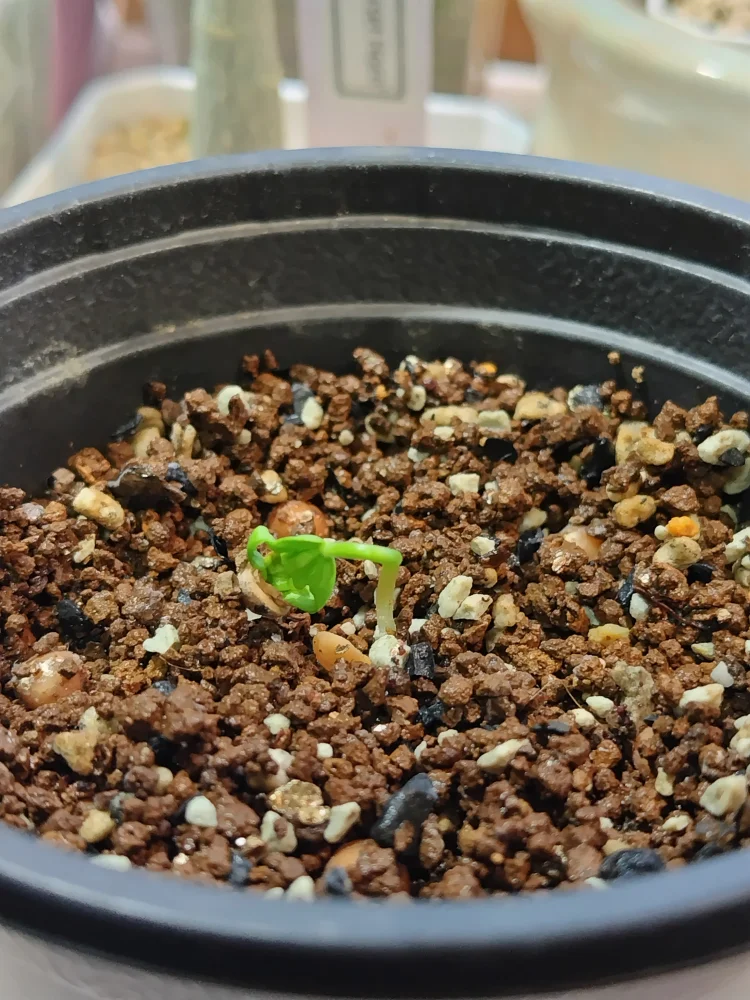 Bursera copallifera (ブルセラ コパリフェラ)