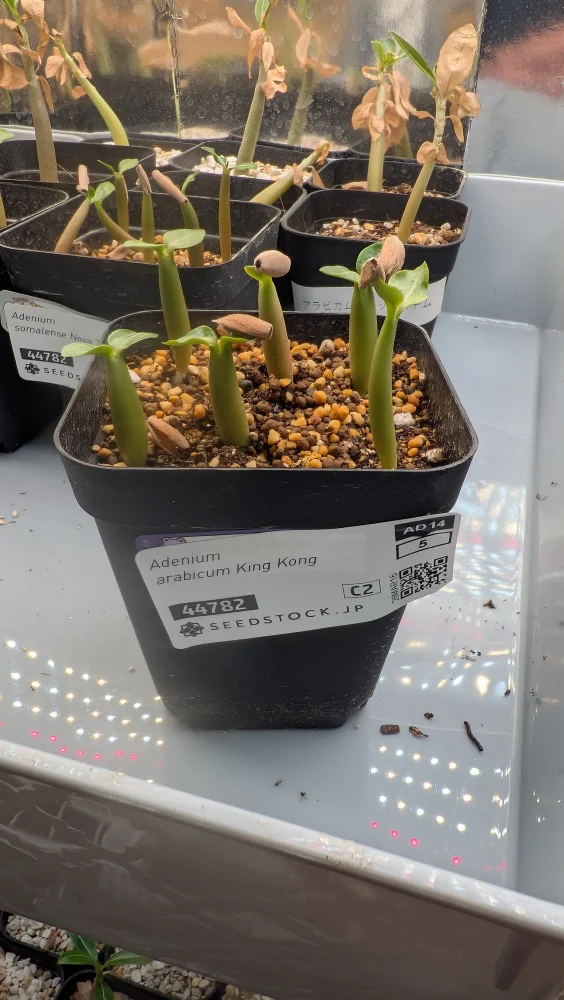 Adenium arabicum King Kong (アデニウム アラビカム キングコング)