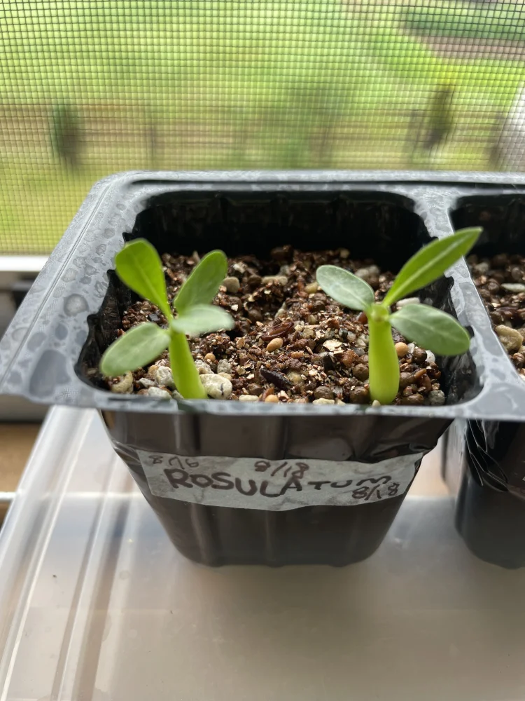 Pachypodium rosulatum (パキポディウム ロスラーツム)