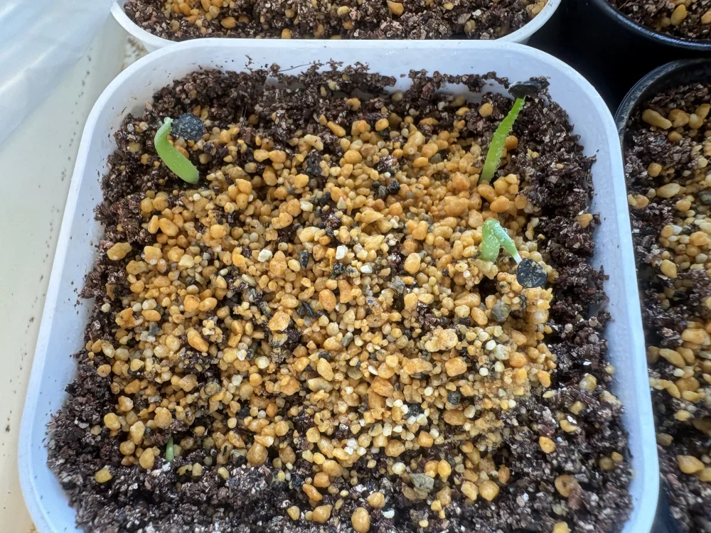 3日で発芽