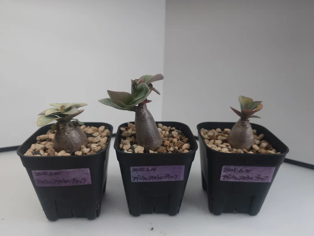 Adenium arabicum  Black (アデニウム アラビカムブラック)