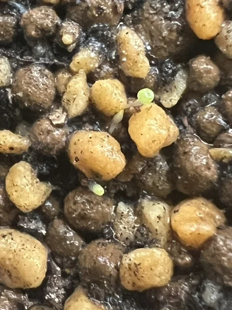Conophytum burgeri (コノフィツム ブルゲリ)