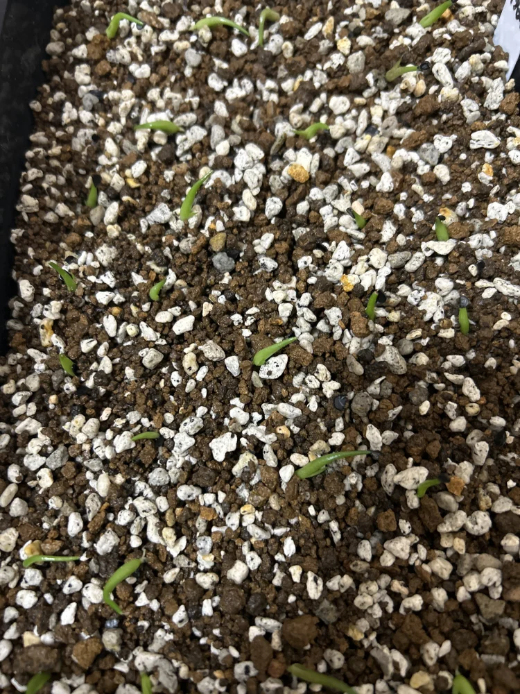 Agave victoriae-reginae ssp. victoriae-reginae (アガベ ビクトリアレジーナエ 笹の雪)