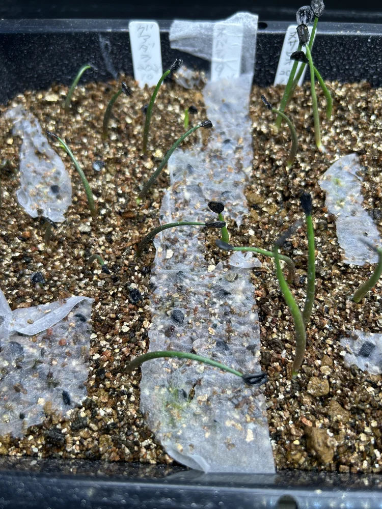 Agave ovatifolia Giant (アガベ オバティフォリア ジャイアント)