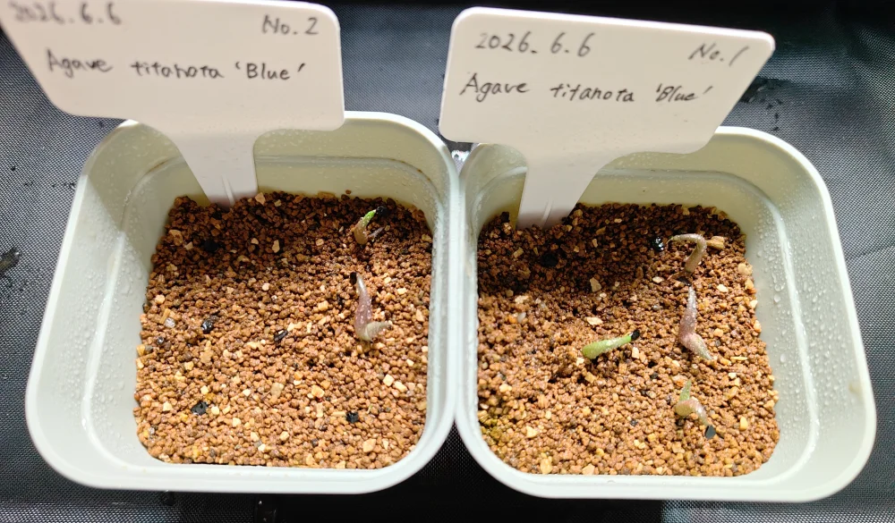 Agave titanota Blue Lot. (アガベ チタノタブルー)