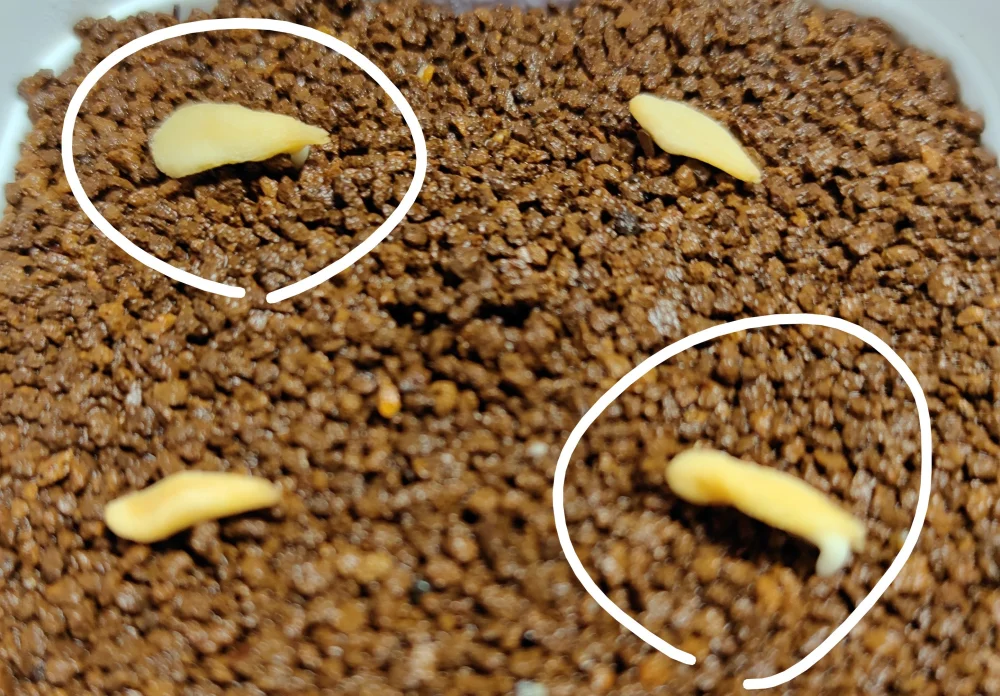 Pachypodium lamerei Fiherense (パキポディウム フィヘレンセ)