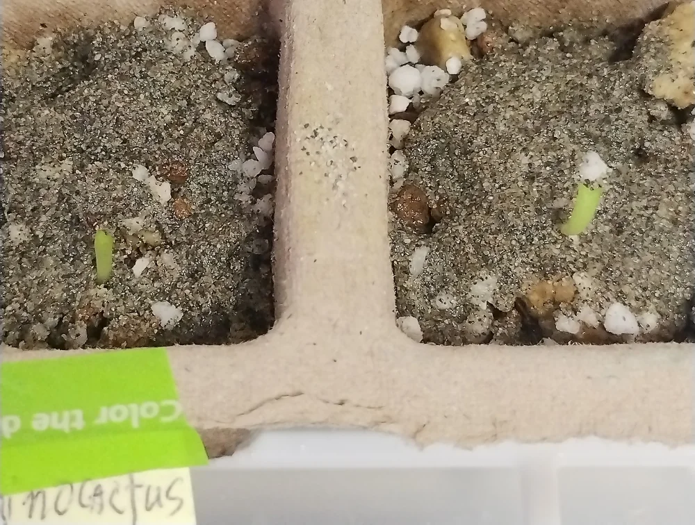 Echinocactus grusonii  albispinus (エキノカクタス グルソニー アルビスピナス)