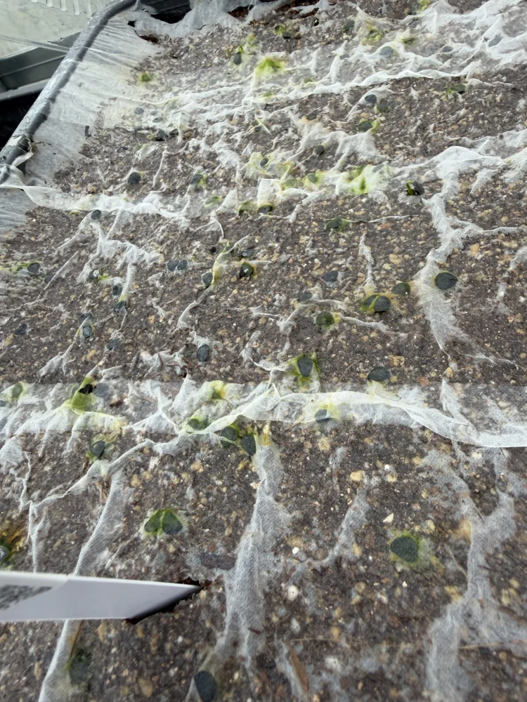 Yucca rostrata (ユッカ ロストラータ)