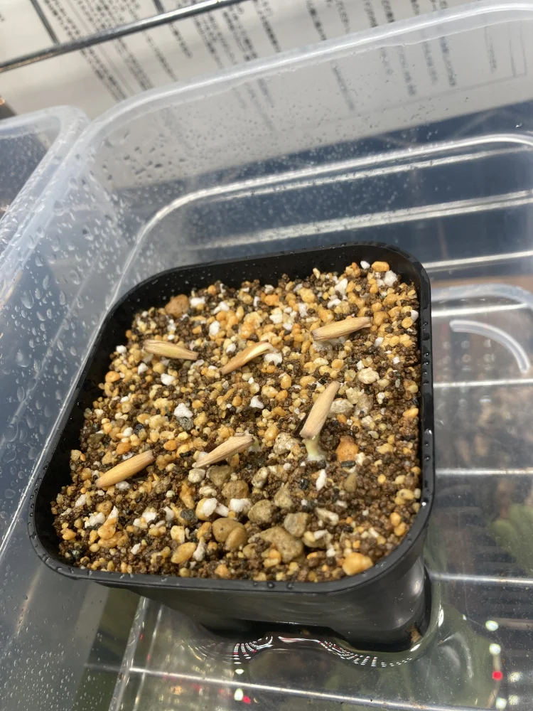 Adenium obesum Kenya (アデニウム オベスム ケニア)