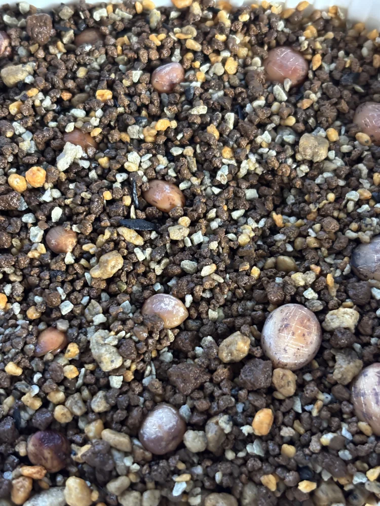 種子] コミフォラ エミニー ジマーマニー Commiphora eminii