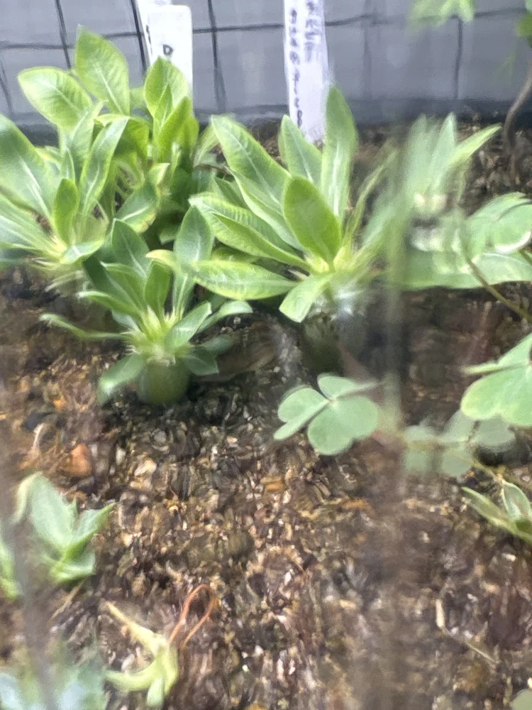 Pachypodium rosulatum var. eburneum (パキポディウム エブレネウム)