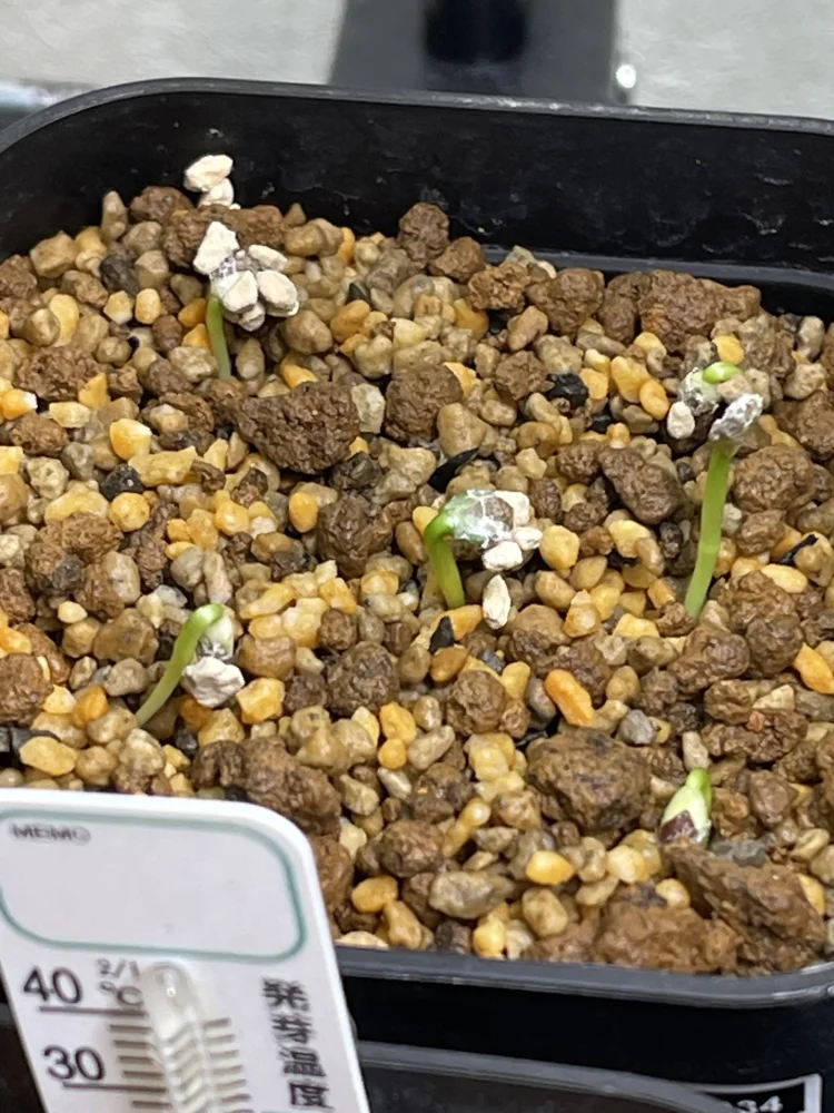 Euphorbia spannringii (ユーフォルビア スパンリンギー フィッシュボーン)