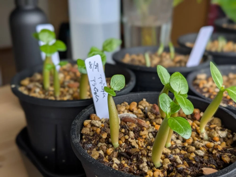 Adenium arabicum Yemen (アデニウム アラビカム イエメン)
