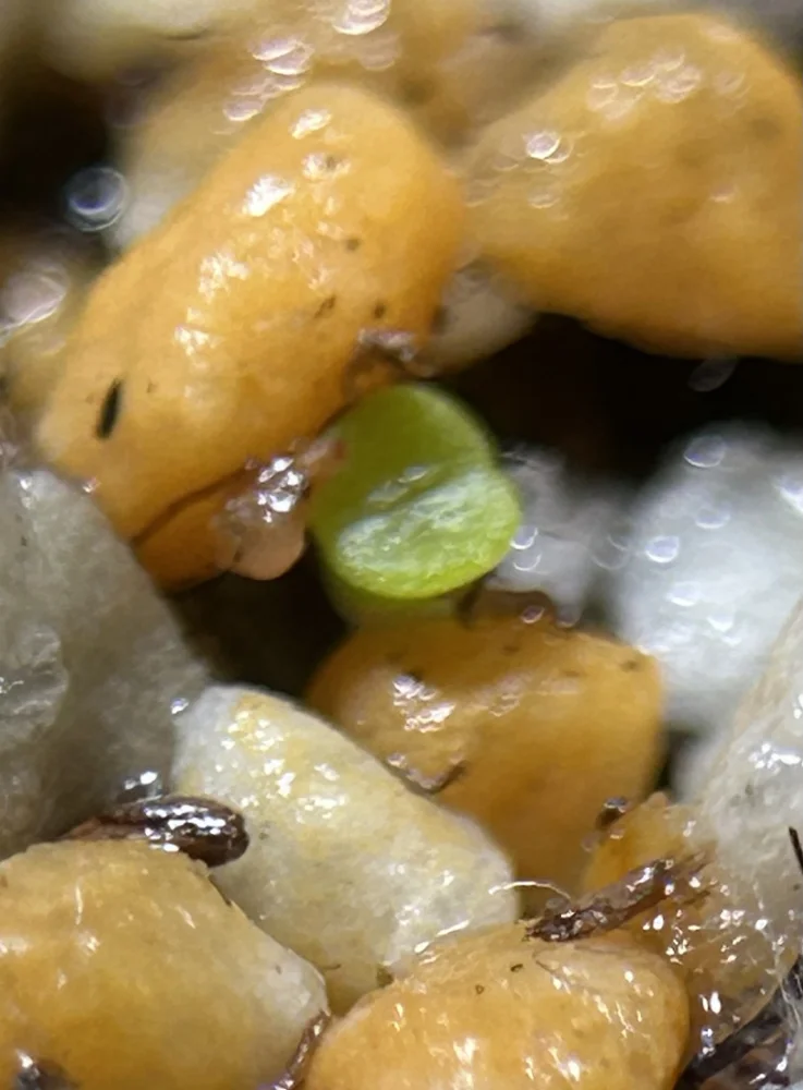 Lithops fulviceps (リトープス フルビケプス 微紋玉)